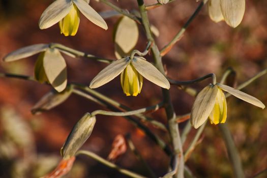 Albuca flaccida is a summer dormant, drought tolerant bulb from South Africa.