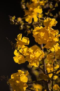 The Flowers of the Karoo Gold (Rhigozum obovatum Burch) is a drab looking spiny, multi branched shrub or small tree, but in springtime it is covered in these bright golden-yellow flowers