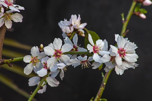 Bright Almond Blossoms announcing the arrival of Spring