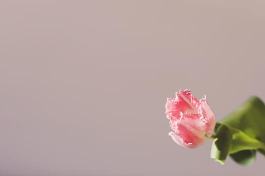 fresh pink tulips isolated on a white background.