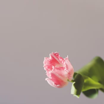 fresh pink tulips isolated on a white background.