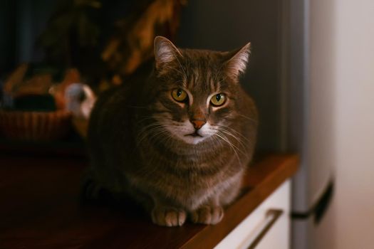 Gray cat sits on the table at the kitchen