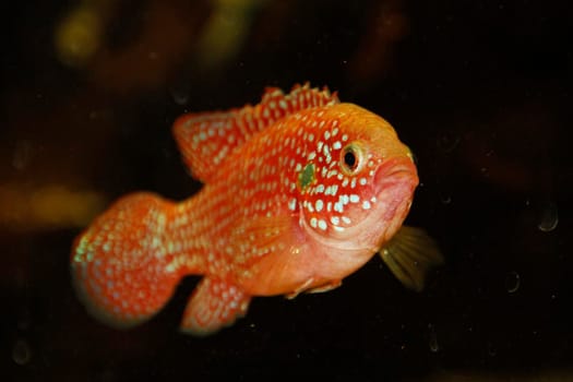 Hemichromis bimaculatus African jewelfish in aquarium . High quality photo