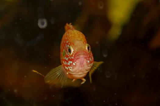 Hemichromis bimaculatus African jewelfish in aquarium . High quality photo