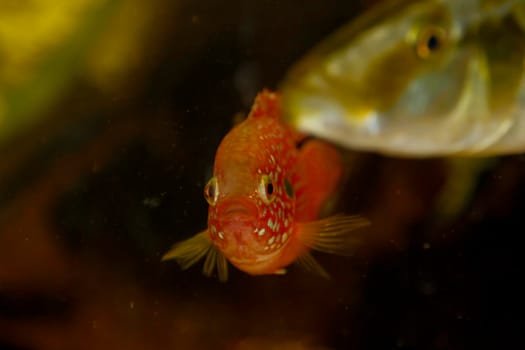 Hemichromis bimaculatus African jewelfish in aquarium . High quality photo