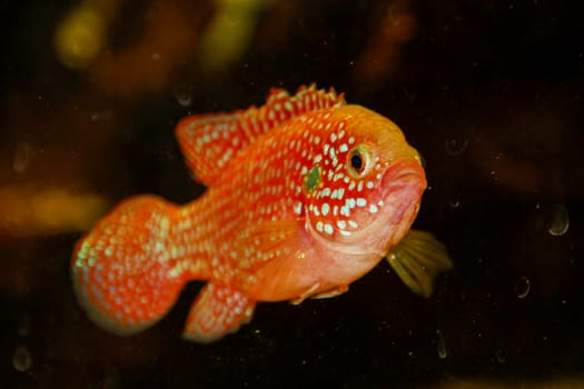 Hemichromis bimaculatus African jewelfish in aquarium . High quality photo