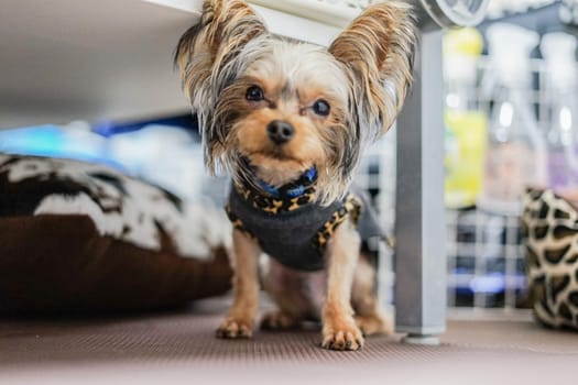 Cute Yorkshire Terrier (Companion Animal). Shooting Location: Tokyo metropolitan area