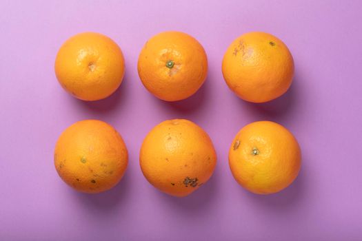 Six fresh and healthy oranges, seasonal and irregular, ugly and flawed, photographed from above, against a pinkish violet background