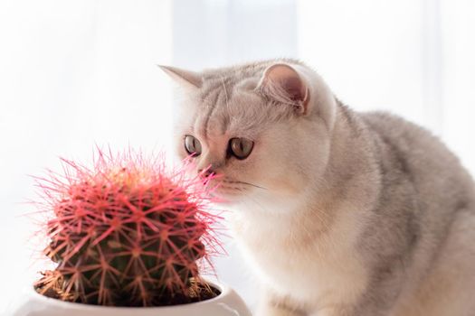 Funny white cat sniffs pink cactus needles. Close up
