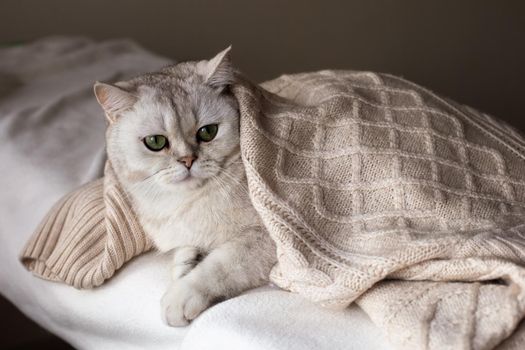 A portrait of a white cat lies on a white bed under a white knitted blanket.