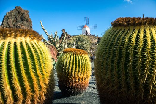 Tropical cactus garden in Guatiza village, Lanzarote, Canary Islands, Spain