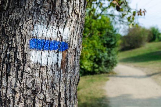 Blue tourist sign on a tree. Detail of touristic marking on hiking trails. Marks painted on the tree trunk.