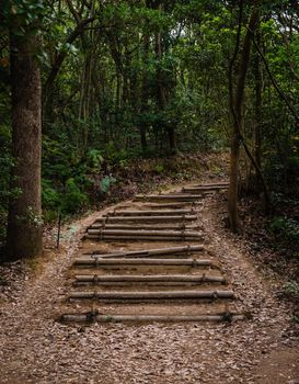 Bamboo stairs, wooden steps, hiking path inside the forest. Kyudainomori in Sasaguri, Fukuoka, Japan.