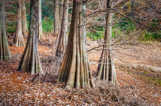 Bald Cypress trees. Kyudainomori forest in Sasaguri, Fukuoka, Japan.