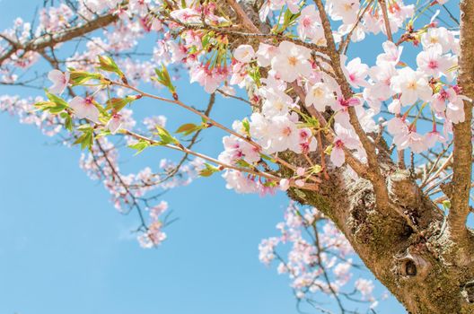 Cherry blossom in Miyajima, Japan. Full bloom Sakura.