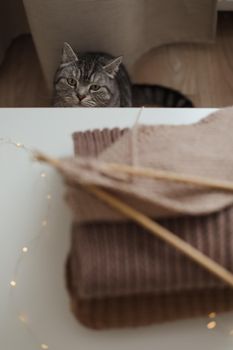 cozy home atmosphere with a scottish straight cat with funny looking. Cat Portrait. Cute cat indoor shooting