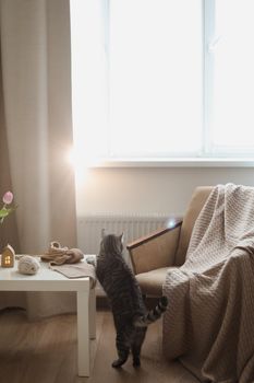 cozy home atmosphere with a scottish straight cat with funny looking. Cat Portrait. Cute cat indoor shooting