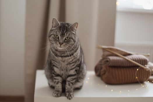 cozy home atmosphere with a scottish straight cat with funny looking. Cat Portrait. Cute cat indoor shooting