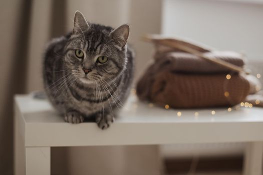 cozy home atmosphere with a scottish straight cat with funny looking. Cat Portrait. Cute cat indoor shooting