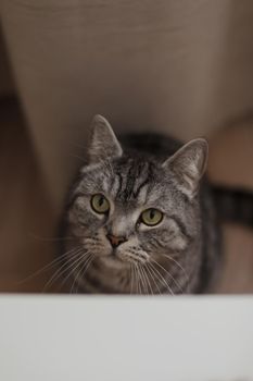 cozy home atmosphere with a scottish straight cat with funny looking. Cat Portrait. Cute cat indoor shooting