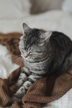 Cute Scottish straight cat in bed at home. Cat Portrait. Cute cat indoor shooting.