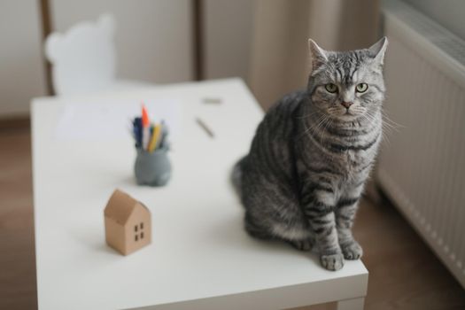 cozy home atmosphere with a scottish straight cat with funny looking. Cat Portrait. Cute cat indoor shooting