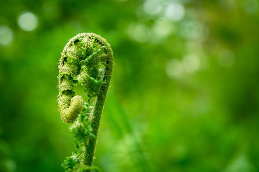 New young leaf of a green fern, close up