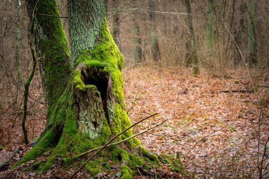 A hole in the tree trunk and green moss