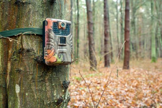 Camera trap on a tree in the forest, close up