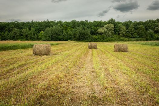 Hay bales in a stubble, forest and cloudy sky, Stankow, Lubelskie, Poland