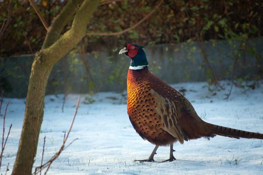 Male pheasant walking on snow in the garden, December day