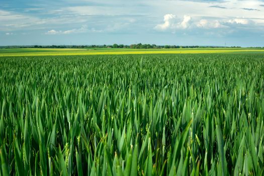 Large green grain field, horizon and sky, Staw, Lubelskie, Poland