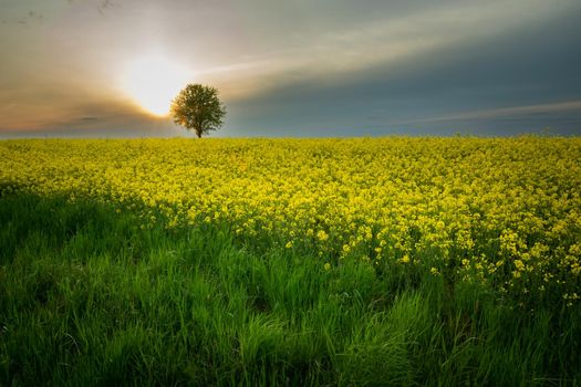 Sunset and a lonely tree growing in a rape field, Czulczyce, Poland