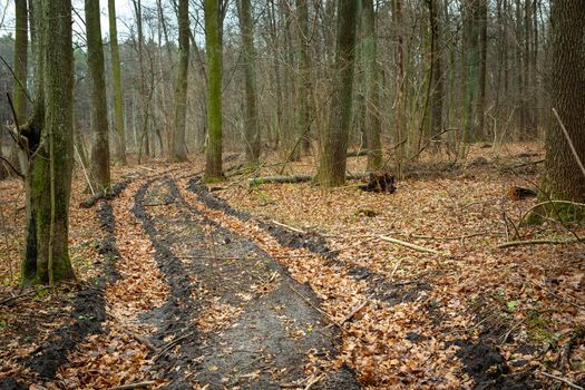 The road through the forest and fallen leaves, Nowiny, Poland