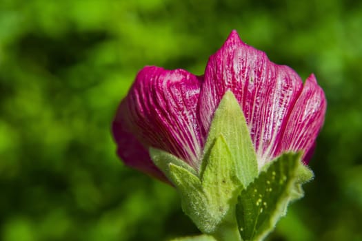 Mallow flower in close-up on a green background, summer view