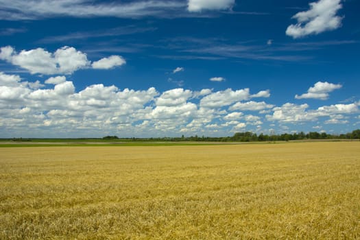 Large grain field and white clouds against a blue sky, summer rural day