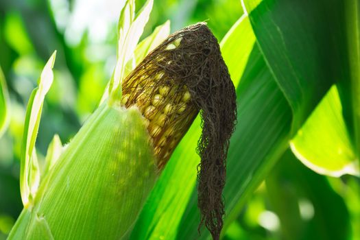 A close-up of a cob of ripe corn, summer view