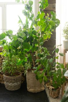 A fragment of the interior with a variety of indoor plants and plaster sculptures. Urban jungle concept. Biophilia design