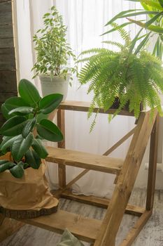 A fragment of the interior with a variety of indoor plants. Urban jungle concept. Biophilia design.