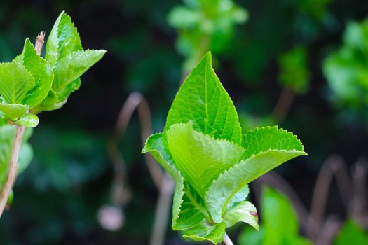 Young green leaf of bushes and trees in spring