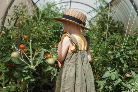 A little girl in a straw hat is picking tomatoes in a greenhouse. Harvest concept. Watering plants with water, caring for tomatoes.
