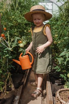 A little girl in a straw hat is picking tomatoes in a greenhouse. Harvest concept. Watering plants with water, caring for tomatoes.