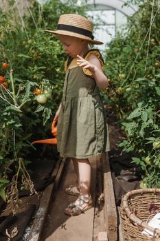 A little girl in a straw hat is picking tomatoes in a greenhouse. Harvest concept. Watering plants with water, caring for tomatoes.