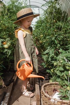 A little girl in a straw hat is picking tomatoes in a greenhouse. Harvest concept. Watering plants with water, caring for tomatoes.