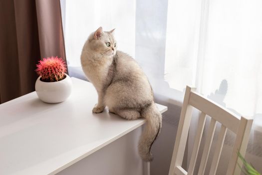 A beautiful white British cat is sitting on a white table in the room, next to a white flower pot with a pink cactus, looking out the window. copy space. Top view