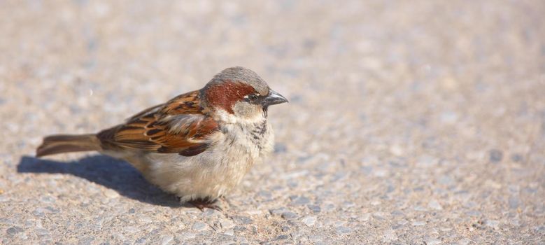 A telephoto of a small sparrow in early sunset (Central Park, Manhattan).