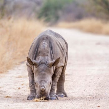 Specie Ceratotherium simum simum family of Rhinocerotidae