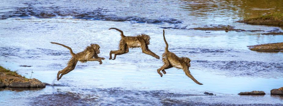 Chacma baboon in Kruger National park, South Africa ; Specie Papio ursinus family of Cercopithecidae