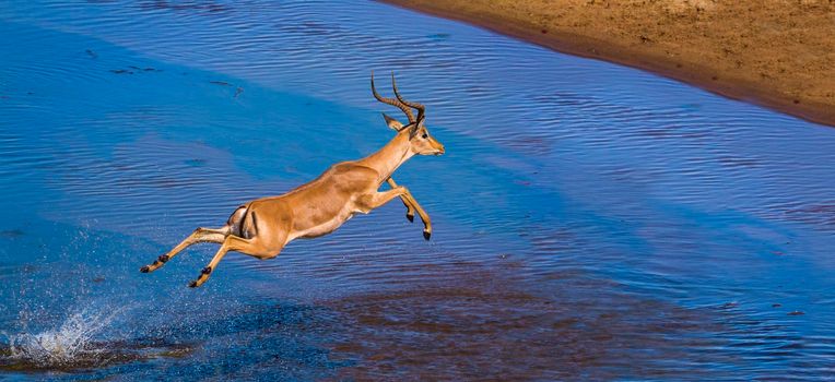 Common Impala in Kruger National park, South Africa ; Specie Aepyceros melampus family of Bovidae