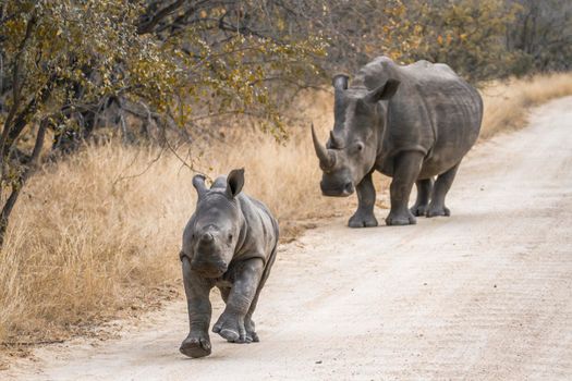 Specie Ceratotherium simum simum family of Rhinocerotidae
